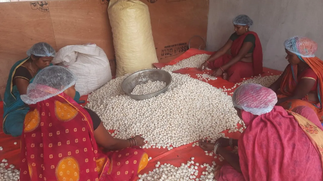 Workers hand picking makhana