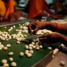 Fresh picked makhana seeds