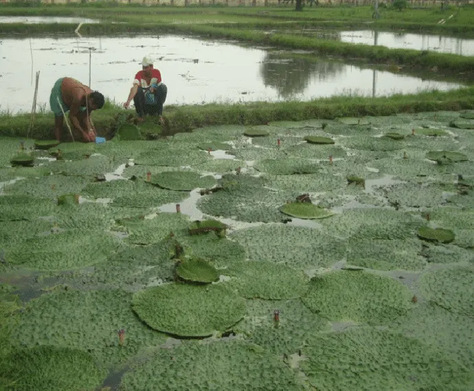 Makhana pond with workers harvesting