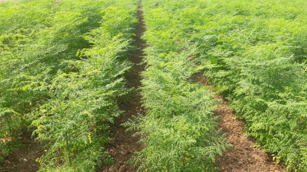 Moringa oleifera branch with fresh compound leaves ready for harvest