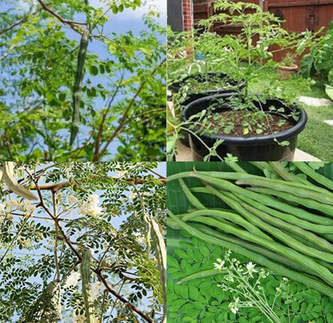 Moringa seeds — used for water purification and cosmetic formulation