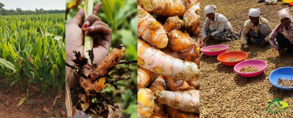 Lakadong turmeric — field, roots and powder from Meghalaya